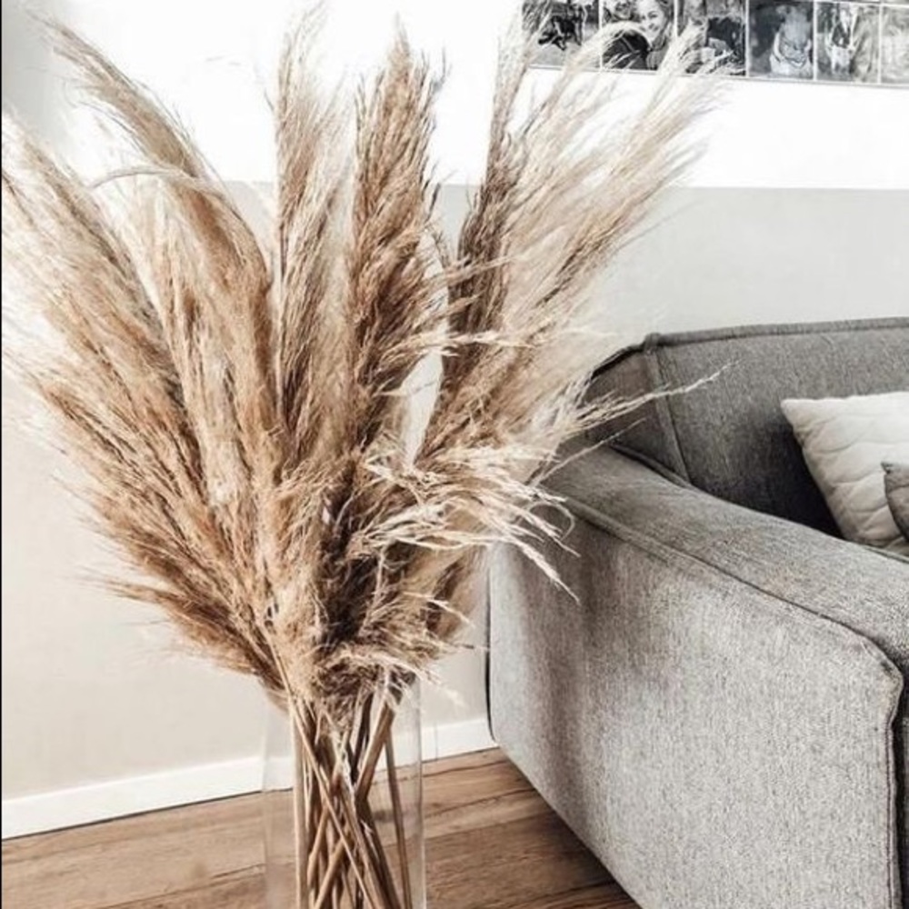 Pampas Grass
